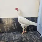 دجاجه سنديه