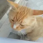 قط ل التبني