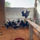 ديكة للبيع