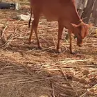اثنين حسلان