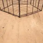 شيك غنم