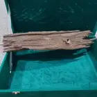 عود طيب