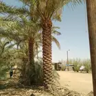 نخل عربي نخل مثمر زراعة نخل