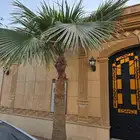 نخله زينه طولها 4متر