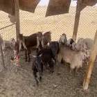 للبيع عنز معها جفره وتيوس