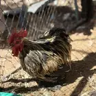 ديوك كوشن