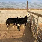 خرفان ذبايح