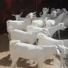 تيوس و جفار ذبايح