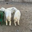 البيع طليان فل شحم اسعار مناسبة