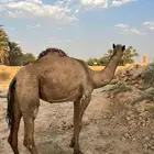 عشاير مسحب حشوها