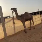 الرياض. مفرق رماح
