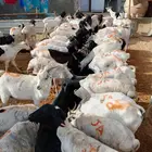 برابر وتيوس تربيه للبيع جمله وتفريد