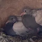 حمام سلفر وفرنسي
