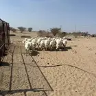 15 ضان عليها 5 والباقي دفيع مشروطه معها فحلها غنم صنف