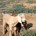 قزميات ذكر وأنثى