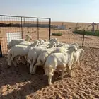 رخال