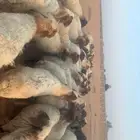 غنم نعيمي