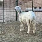 رخل حرية مغلق فل شحم