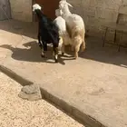 للبيع خرفان