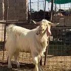 للبيع تيس مشروك شامي صنف