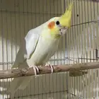 جوز لاتينو سوبر جانبو منتج شرط