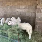 خرفان كرامات ومبادي كفو