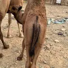 حاشي للبيع