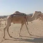 ظروبه بايع ولدها