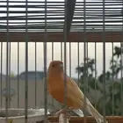 للبيع زوج طيور كناري