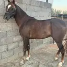 حصان شعبي شيخ