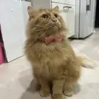 للتبني