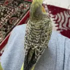 اعرض اليوم لكم طيور كروان أليفة العمر  شهر وثلاثة ايام