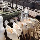 سواكن وبرابر اسعار خااصه للجمله من اول 5 روس