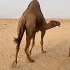 بعير ساحلي ادهم
