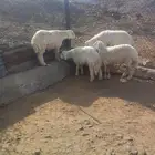 طليان حري للبيع