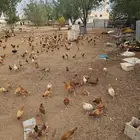 دجاج بشاير وديوك بلدي