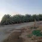 مزرعة نخيل مثمره للإيجار