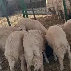 ذبايح و رخال حريات شي فاخر وسعر زين