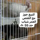 للبيع جوز ارانب مع الشبك
