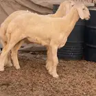 طلي و رخل مشاريع صنف