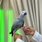 للبيع كاسيكو أليف بالقفص الكبير (( تم البيع ))