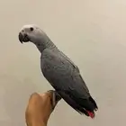 فرخ كاسكو اليف و متكلم و انتاج محلي شرط تم البيع