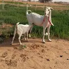 عنز هولنديه صنف للبيع السنع رباع الديدسليم معه جفر