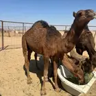 قعود احمر لون وغارب مشروع فحل