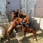 ذبائح طليان وتيوس معى أمكانيه الذبح و التوصيل