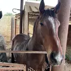 خيول انقليزيه