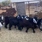 بيع تيوس