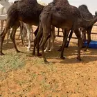 قعدان قصب