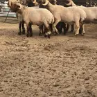 فحول أنعيم طيبه اللبييع