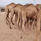 قعدان صوماليه ممتازه للجمله